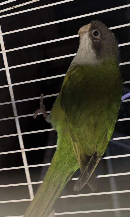 Aves raras lindíssimas