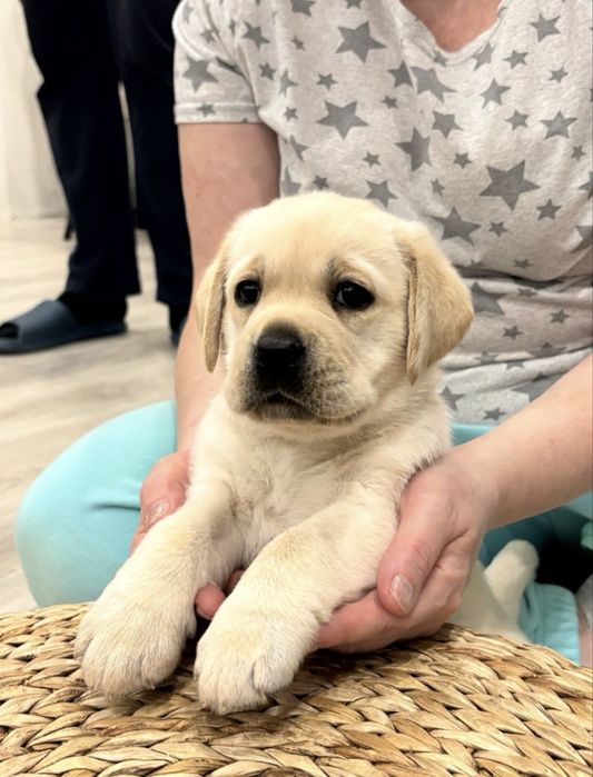 У нас найкращі Лабрадори