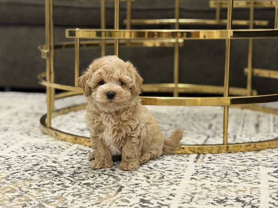 Maltipoo piesek udokumentowane pochodzenie certyfikat