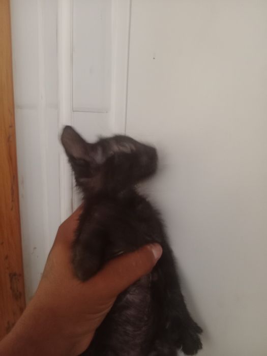 Gatinhos bebés para adoção