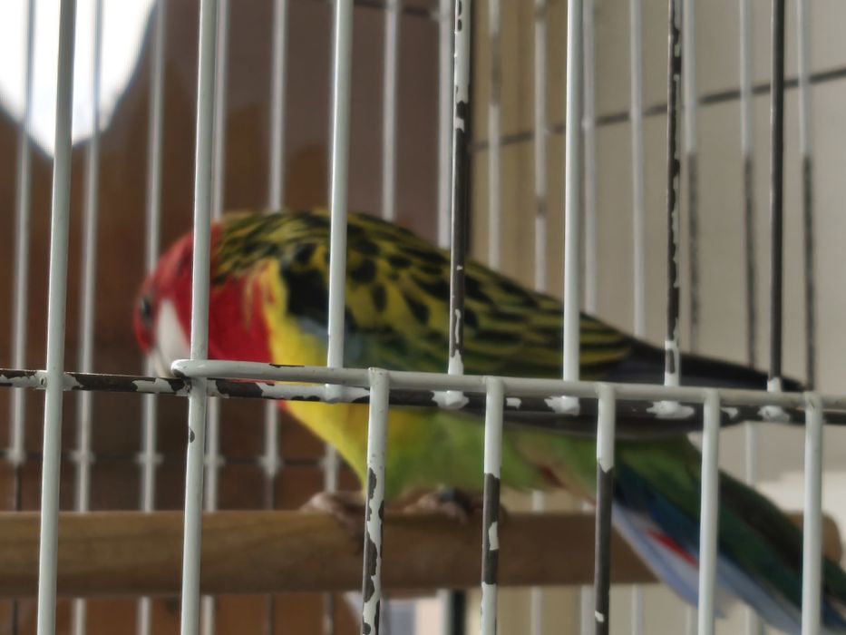 Rosela, pyrruras, ring necks