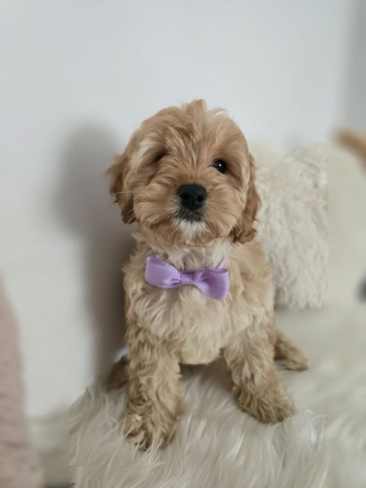 Cavapoo f1b sunia
