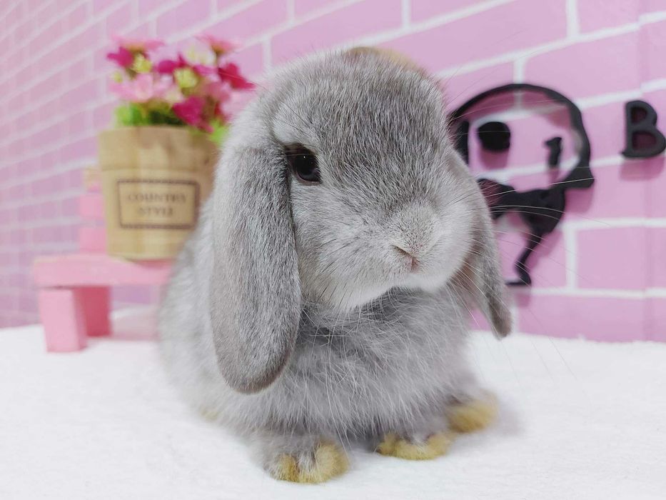 KIT Coelhos anões mini loop, orelhudos lindíssimos já desparasitados