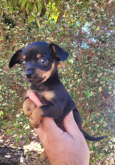Pinscher mini femea