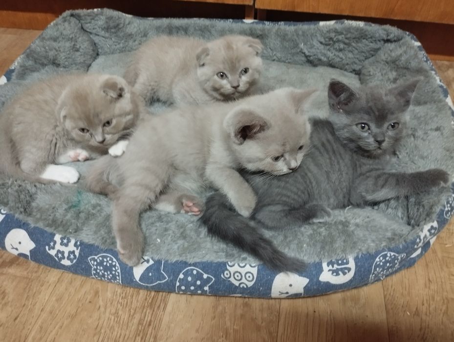 Шотландські кошенята шукають люблячу  сім'ю