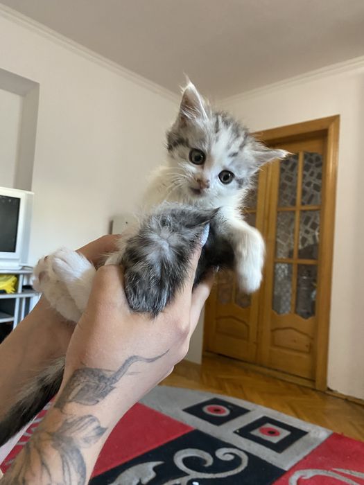 Котики безкоштовно!