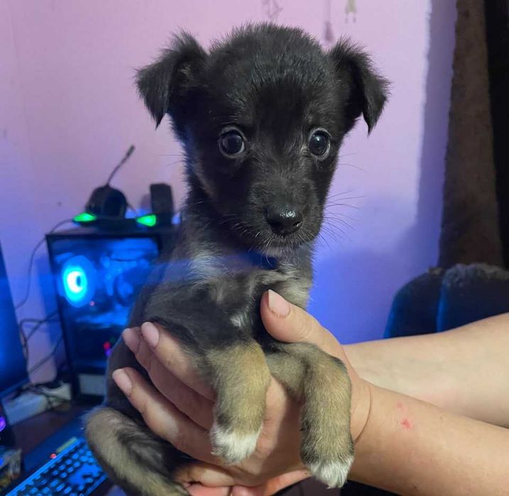 Віддам цуценя (дівчинка, 1.5 місяця) в хороші руки