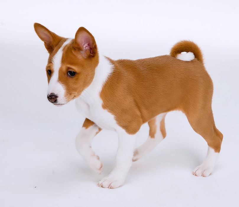 Щенок басенджи девочка 2024