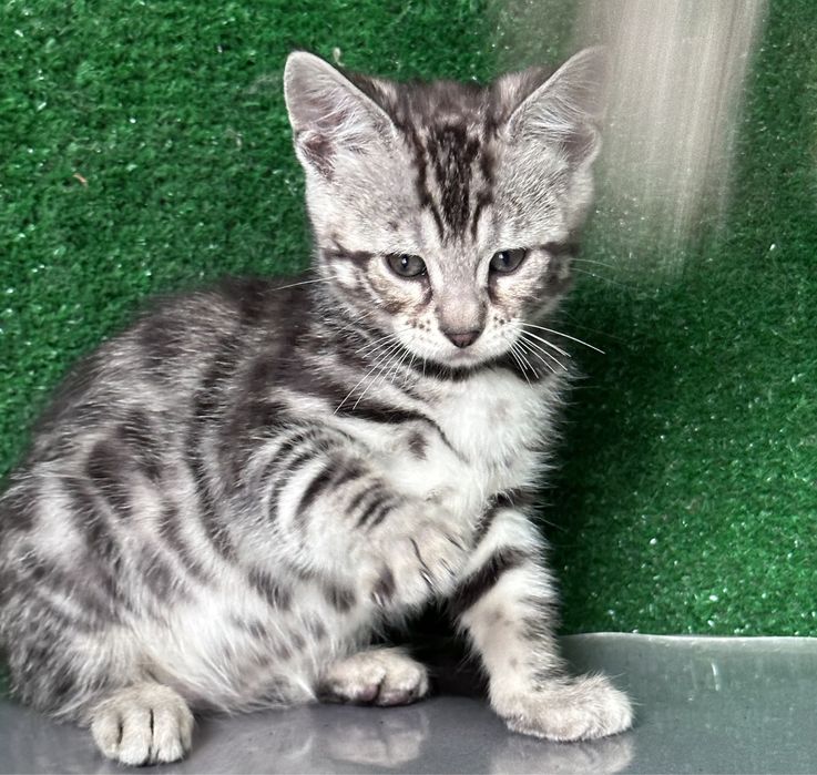 Продам девочку бенгалку