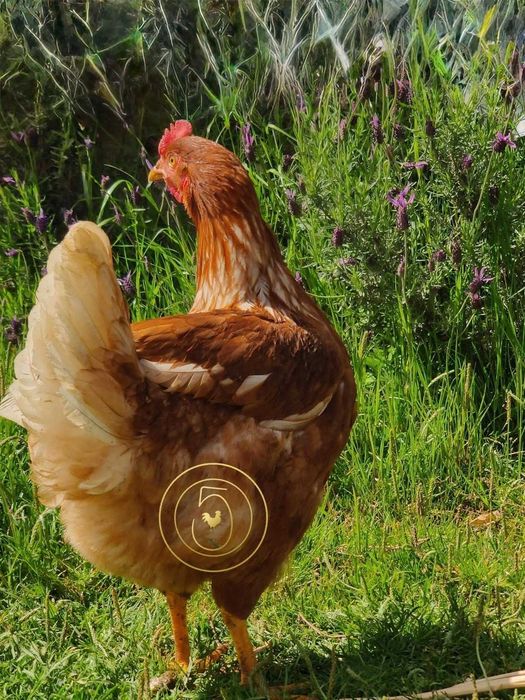 Pintos com 1 Semana – Comece Já a Sua Criação