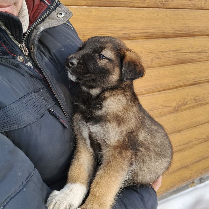 Продам щеня вівчарки