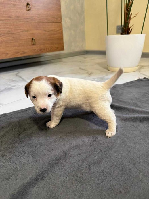 Jack Russell Terrier - Sunia 3