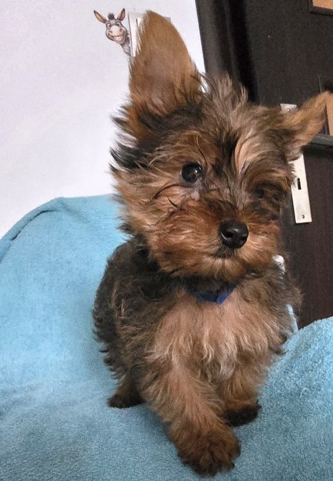 Yorkshire Terrier Ocean Pearl