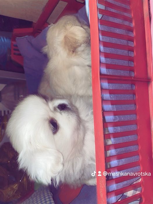 Королівські пекінеси білі