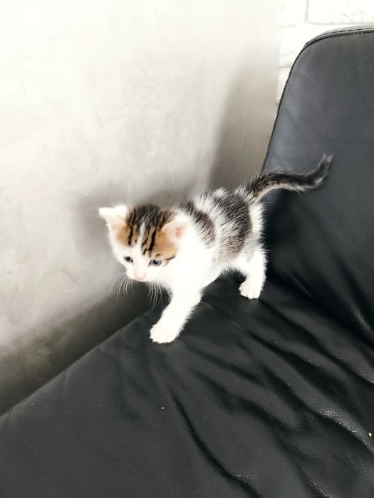 Грайливі кошенятка