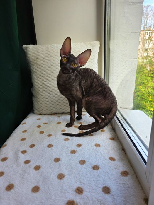 Кучерявий котик Корніш рекс