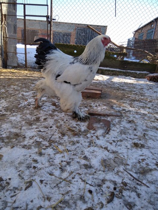 Brahma olbrzymia kury