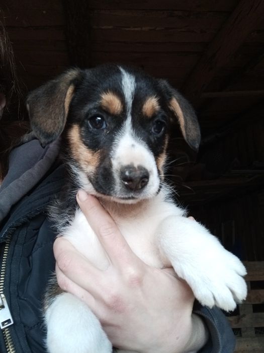 Крупный щенок Лайки 2 мес