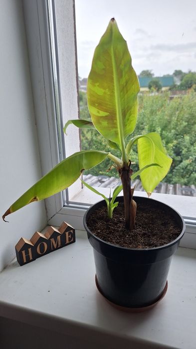 Банан при належному догляді будуть плоди