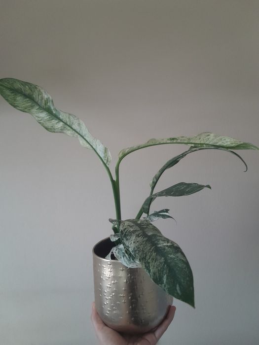 Roślina variegata doniczkowa epipremnum marble variegata rhaphidophora