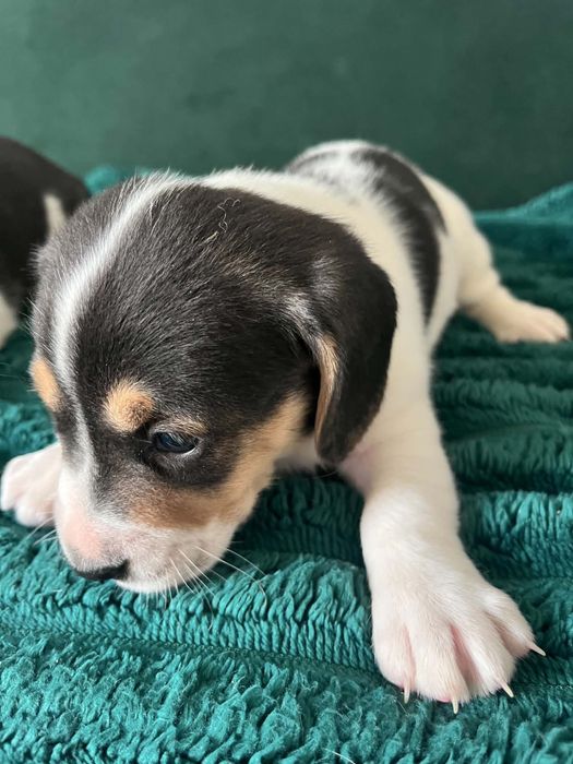 Oddam pieski - mama beagle