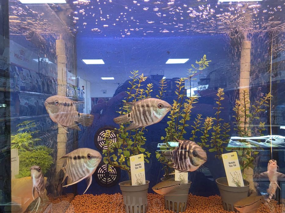 Mesonauta Festivum