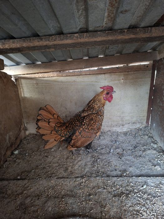 Kogut duzy kogut sebrytka perlik