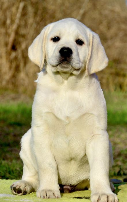 Готові до переїзду в родини чудові цуценята лабрадора!