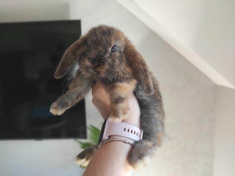 Mini Lop Czystej Rasy Malutkie Króliczki z WYPRAWKĄ