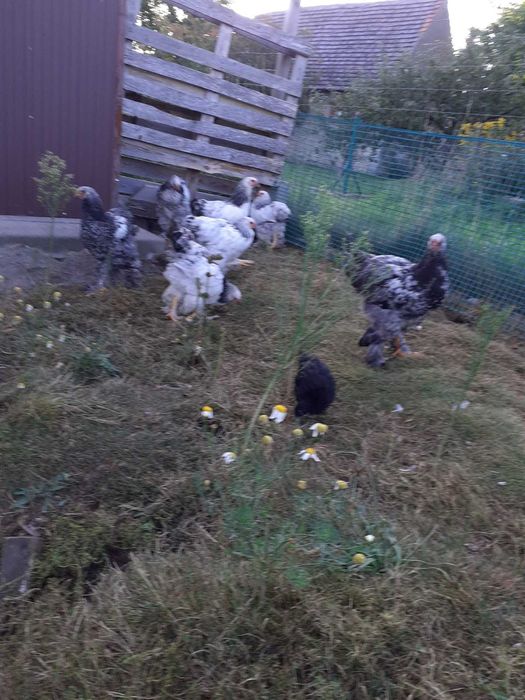 Sprzedam młode koguty rasy Jersey Giant