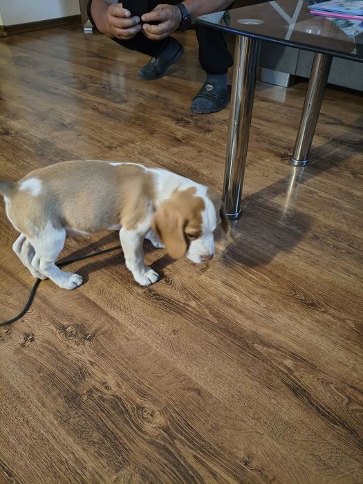 Sprzedam pieska Beagle Bicolor z rodowodem.