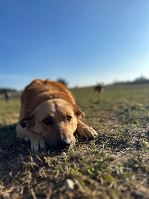 Szach - rudy pies do adopcji, oddam