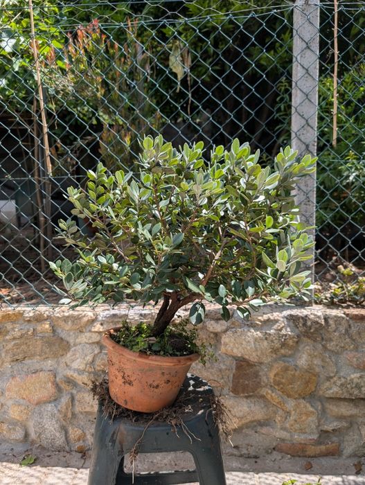 Bonsai/Árvore Metrosideros Excelsus