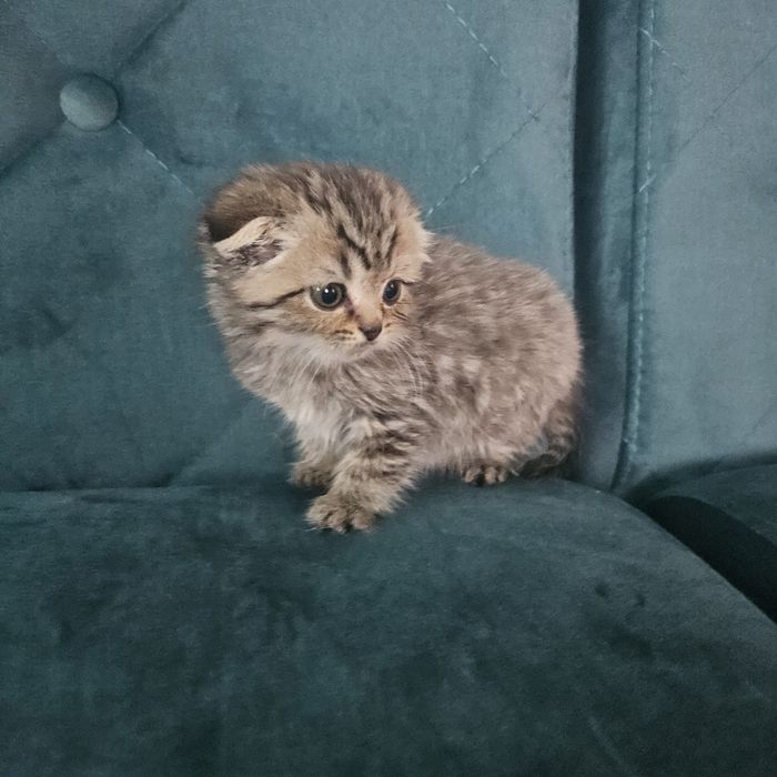 Британський хлопчик