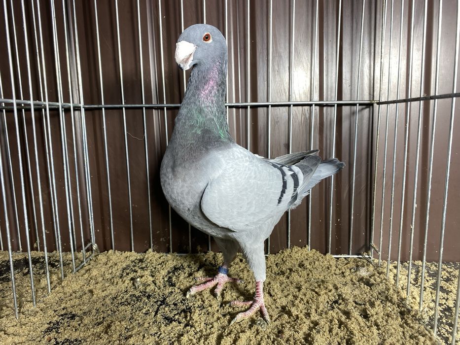 Niemiecki wystawowy samiec niebieski