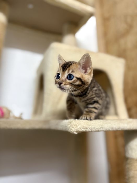 Bengal kitten c/Pedigree e Afixo