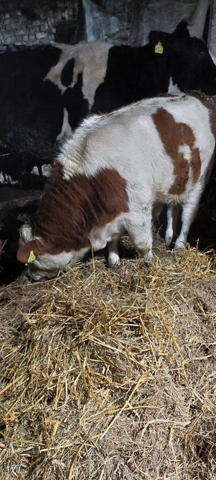 Byczek byk 3 miesiące simental