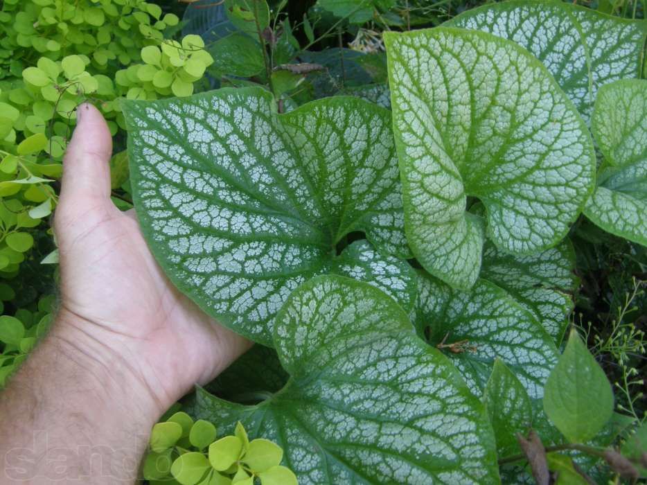 Продам редкие декоративные растения