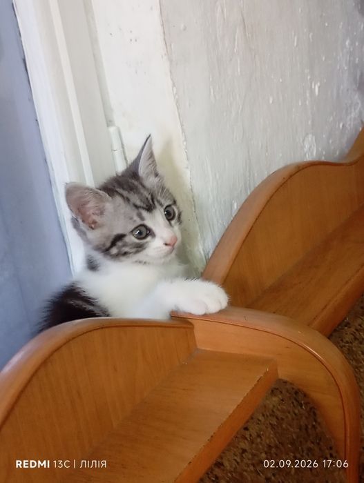 Кошеня. Кошенята. Котик.
