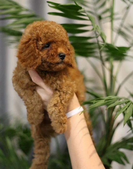 Малиш . красавчік     той пудель