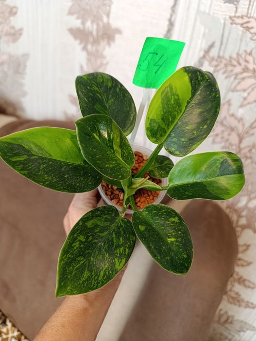 Филодендрон  сорта Конго грин гібрид варієгатний,Magic Ma