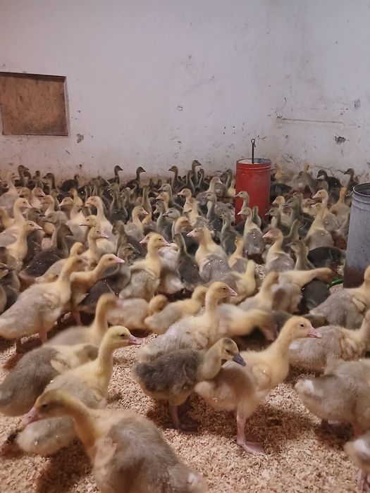 Sprzedam kaczki ,gesi