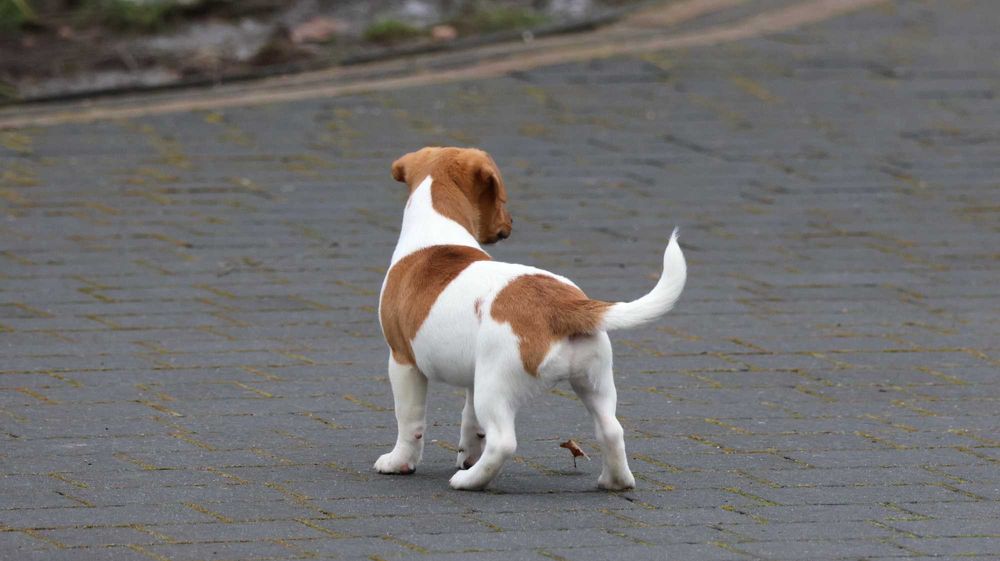Bikolor SUCZKA JRT z hodowli BREFIO/badania genet./do odbioru