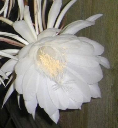 Epiphillum Oxipetalum kwiat duży