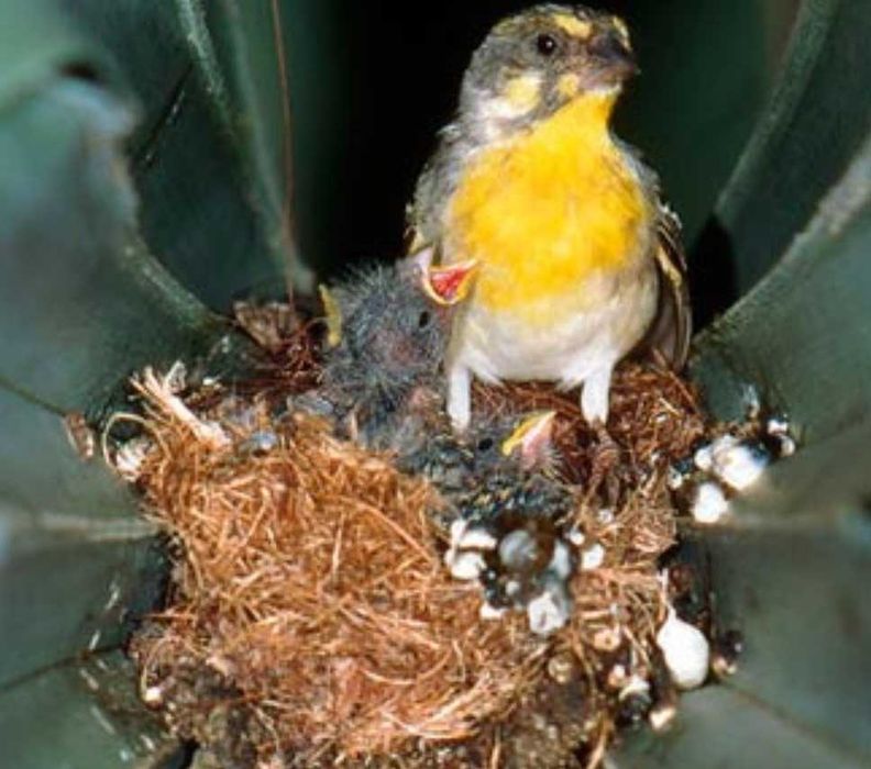 Crithagra citrinipectus ( criadores em Portugal )