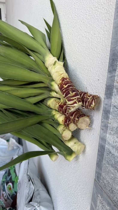 Plantas Yucca adultas, vários pés ou conjunto