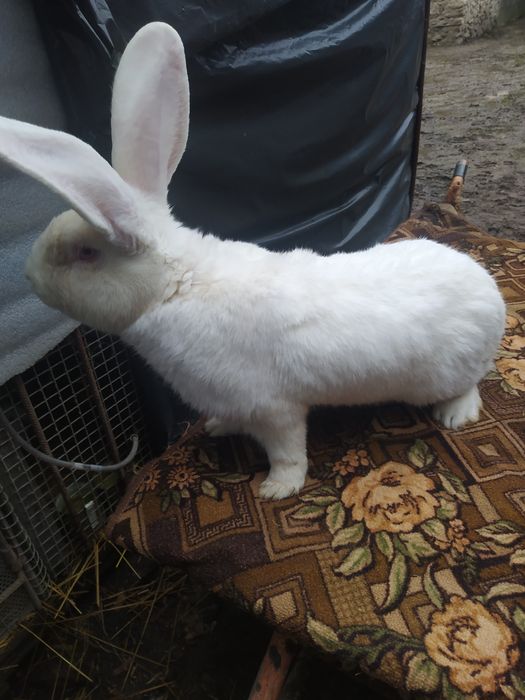 Кролі Бельгійський Велетень