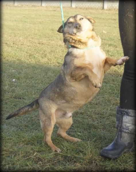 Fugar - kochany psiak do adopcji :)