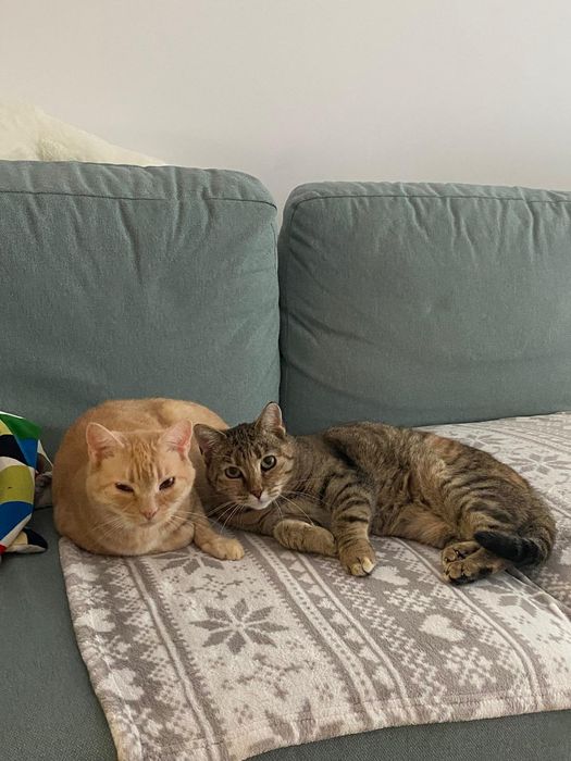 Ruda i Ada skazane na śmierć Żyją szukają domu .Tylko razem .