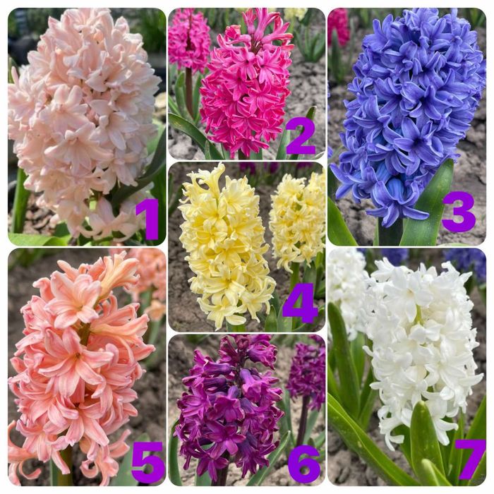 Гіацинти голандія опт та роздріб,середні та великі цибулини на вигонку